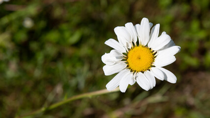 Close-up of white and wild daisies
