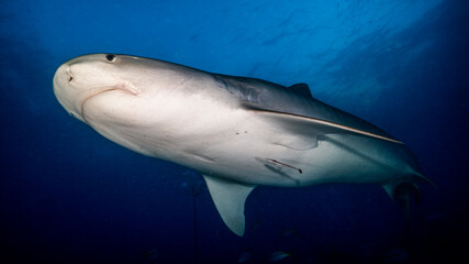The great tiger shark has come from the darkness of the night. Tiger Beach (Bahamas)