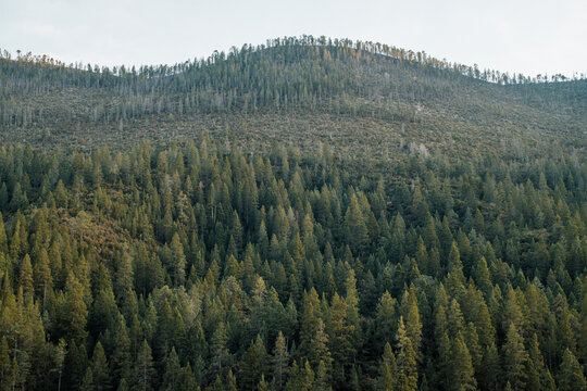 Arteaga Forest 