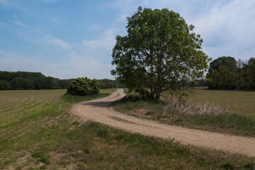 Fototapeta na wymiar Country road cross the field and a tree
