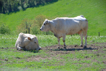 Fototapeta premium Grazing cows in the Langhe, Piedmont - Italy