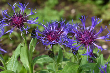 Berg-Flockenblume, Cyanus montanus, blitzblaue Blüten mit lila, Bienenweide, Bienenfutter als Wildblumen im Garten