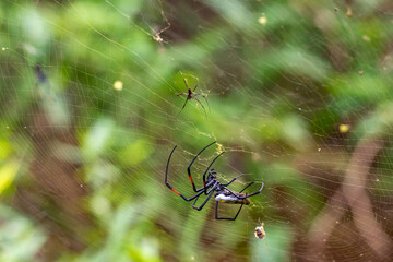 Wild Life