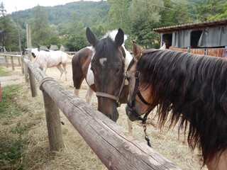 Horses in the fence of a farm