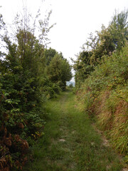 Fototapeta na wymiar Hill path, La Morra, Piedmont - Italy