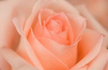 Fototapeta na wymiar delicate pink rose. Close up. The view from the top.