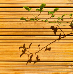 Wood wall in the shadows