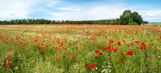 Red Poppy field with forest background and cloudy sky