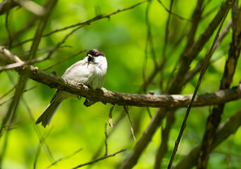 bird, natur, tier, wild lebende tiere, baum, ast, wild, 