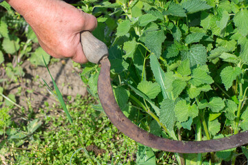 Harvesting plants by hand. Cutting grass with an old sickle.