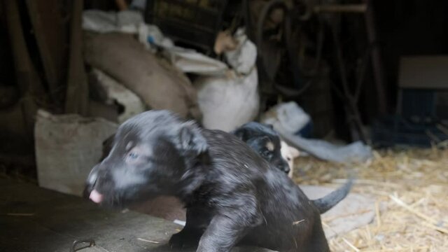 Cute clumsy puppies run around the barn on the old farm. Beautiful puppies play together