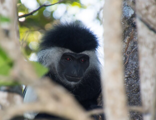 A close up of a Colobus Monkey high up on the tree