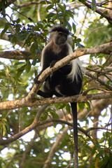 A close up of a Colobus Monkey high up on the tree