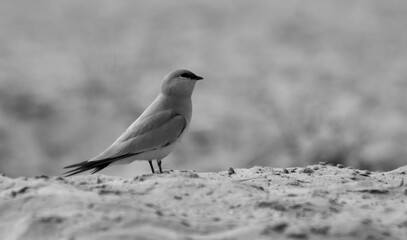 small pratincole bird in river bed