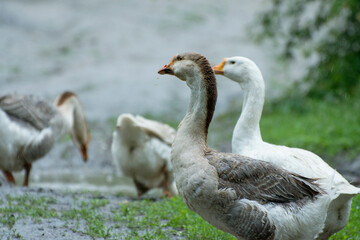 Naklejka na ściany i meble Domestic geese in the rain. Breeding geese at the poultry-yard.
