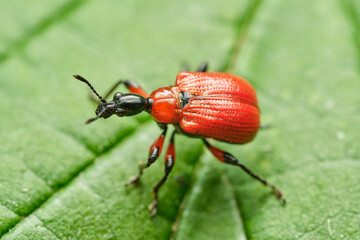 Hazel-leaf roller weevil (Apoderus coryli), Czech Republic, Europe