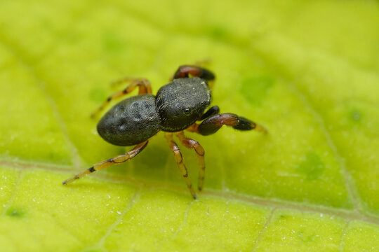 Jumping spider Ballus chalybeius on bark. Macro photography. Czech Republic, Europe