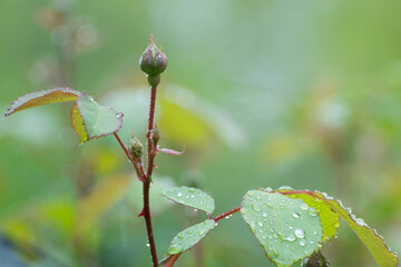 A rose branch with buds is covered with dew drops.