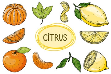 Set of hand drawn vector citrus fruits lemons and oranges isolated on white background. Graphic elements for package, wrapping paper, label, advertising, card, fabric, print, banner, poster, wallpaper