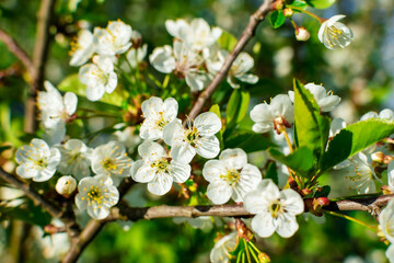 Obraz premium Background from branches of apple trees with white flowers on blue sky background. Blossoming apple orchard in spring.Europe. Beauty world.