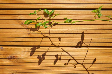 Wood wall in the shadows