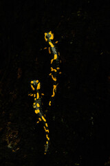Two fire salamanders from top with black background. Czech Republic, Europe.