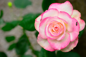 pink rose in garden with insect