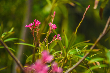 Fototapeta premium A capture of flowers.