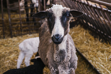 A sheep and two small lambs side by side in the barn. White and black lamb. Lovely lambs.
