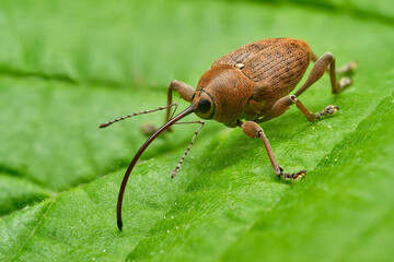 Hazel nut weevil (Curculio nucum) on green leaf, Czech Republic, Europe