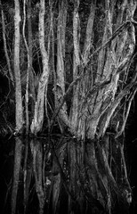 Trees in a Florida canal in b&w.