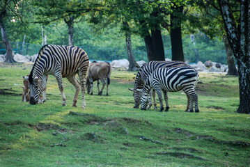 Fototapeta na wymiar A group of zebras eating