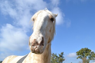 white horse portrait