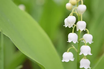 Fototapeten White lily-of-the-valley flowers in the shape of bells. In the background, blurred leaves of other flowers. On the left, a place to add the sentence. © Jacek
