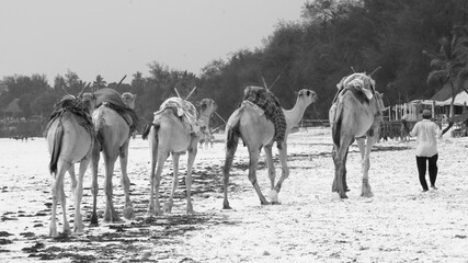Camels at the Beach
