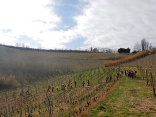 Vineyard in the Langhe hills, Italy