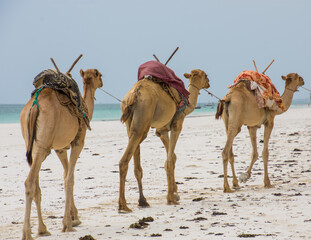 Camels at the Beach