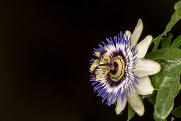 Bl&uuml;te einer Passionsblume auf schwarzem Hintergrund