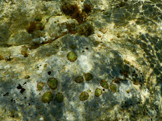 Limpets on a rocks in Noli, Liguria - Italy