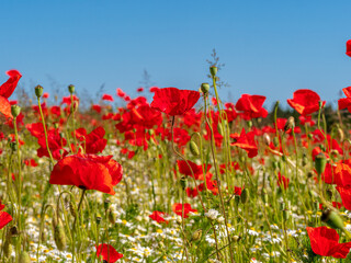 Close Up view to Red Poppy flowers with a field with a field at the background