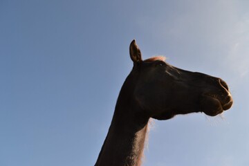 head of a horse