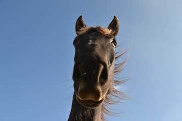 portrait of a horse