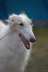 Fototapeta premium portrait of the RPB