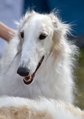 Fototapeta premium portrait of the RPB