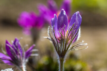 Wild Spring Pulsatilla patens, Easter pasqueflower, prairie crocus, and cutleaf anemone in spring forest