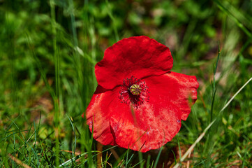 Bright red poppy (Papaver orientale) in the garden in the sunhine.