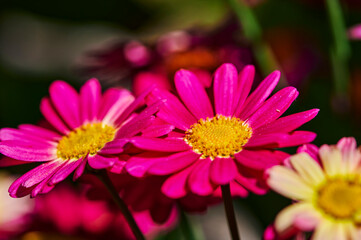 Obraz premium Macro shot of vibrant pink marguerites (Leucanthemum) in the sun.