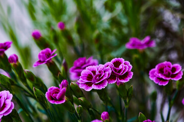 Macro shot of vibrant pink carnations (Dianthus caryophyllus) in the garden.