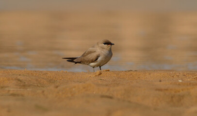 small pratincole bird in river bed