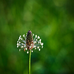 Macro shot of a fade white wild herb in the garden against blurred green background.